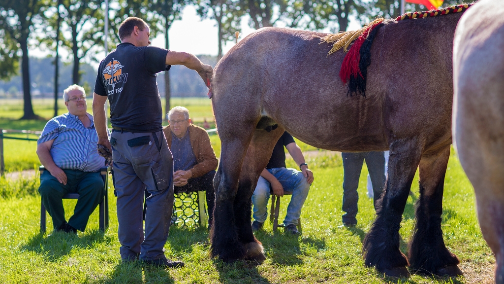 Lierop Fokpaardendag 2016 (73).jpg - Lierop Fokpaardendag 2016